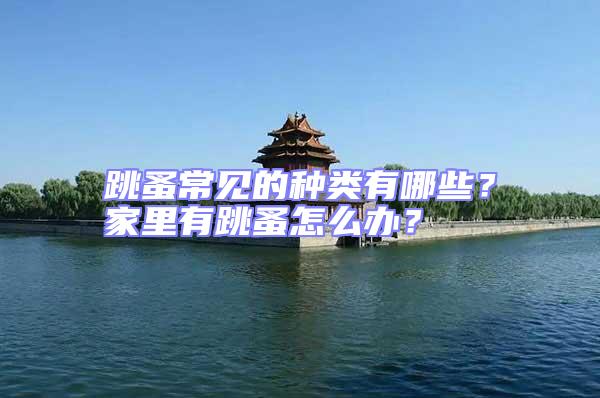 跳蚤常見的種類有哪些？家里有跳蚤怎么辦？