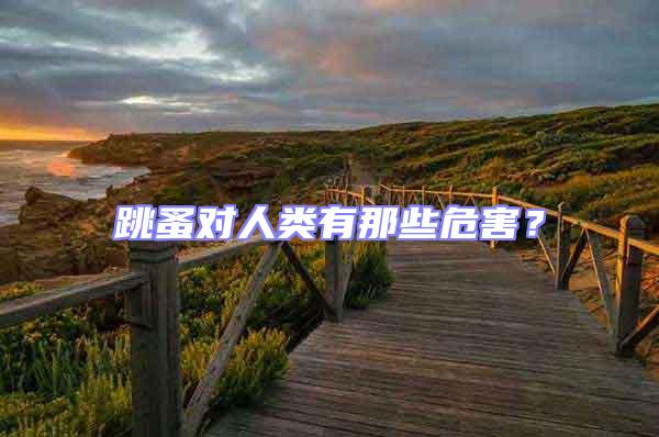 跳蚤對人類有那些危害?