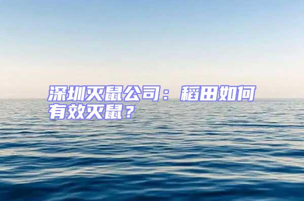 深圳滅鼠公司:稻田如何有效滅鼠?