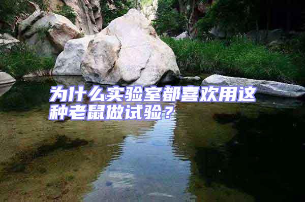 為什么實(shí)驗(yàn)室都喜歡用這種老鼠做試驗(yàn)？