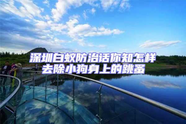 深圳白蟻防治話你知怎樣去除小狗身上的跳蚤
