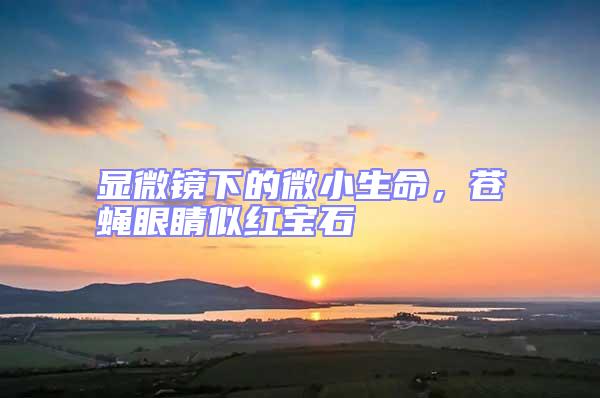 顯微鏡下的微小生命，蒼蠅眼睛似紅寶石