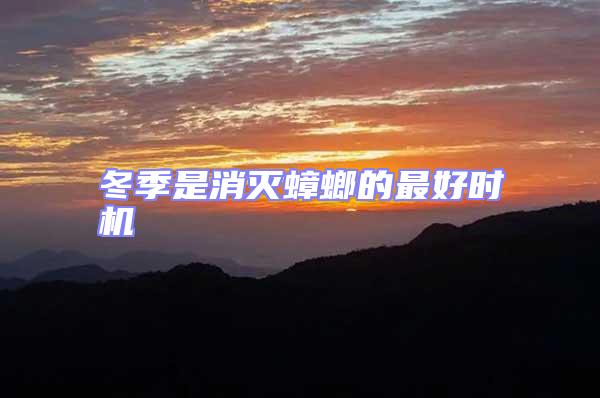 冬季是消滅蟑螂的最好時機