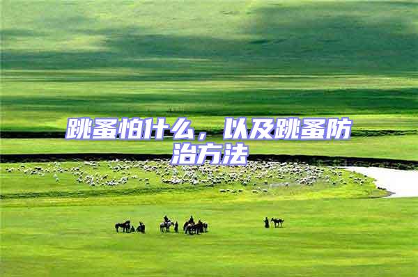 跳蚤怕什么,以及跳蚤防治方法