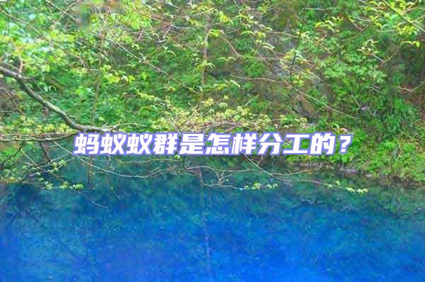 螞蟻蟻群是怎樣分工的？