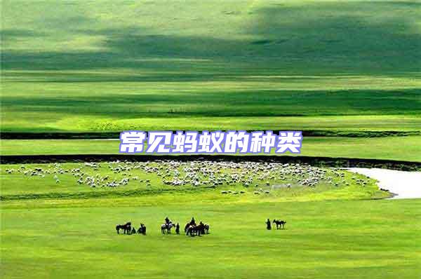 常見螞蟻的種類