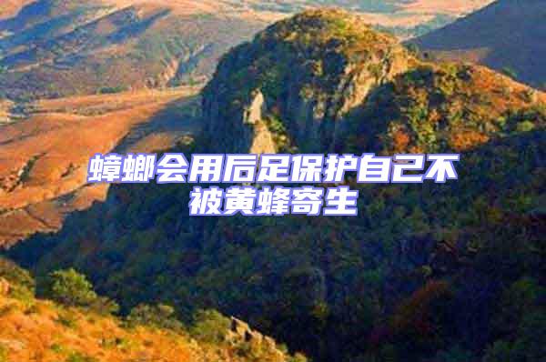 蟑螂會(huì)用后足保護(hù)自己不被黃蜂寄生