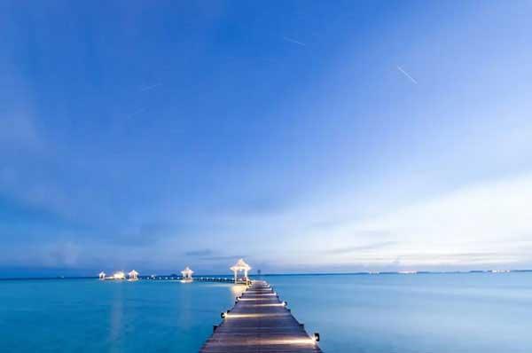 樹(shù)白蟻的巢穴 白蟻防治