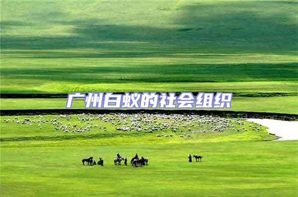 廣州白蟻的社會組織