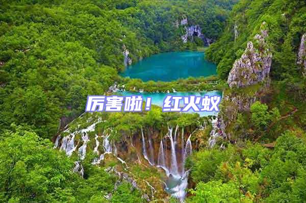 厲害啦！紅火蟻