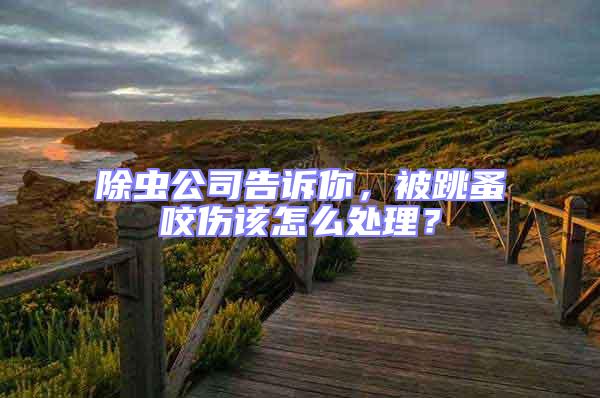 除蟲公司告訴你，被跳蚤咬傷該怎么處理？