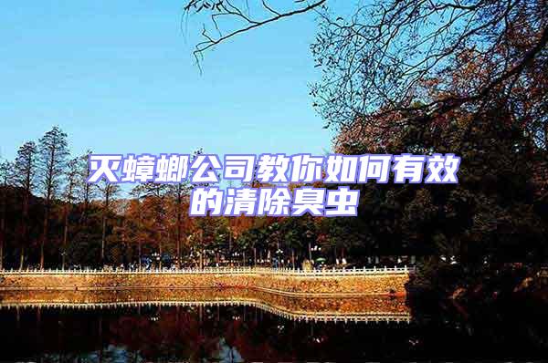 滅蟑螂公司教你如何有效的清除臭蟲