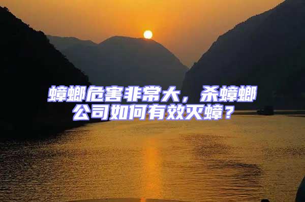 蟑螂危害非常大，殺蟑螂公司如何有效滅蟑？