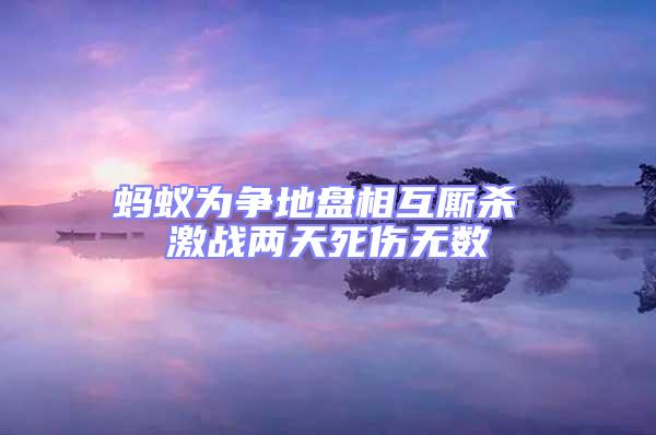 螞蟻為爭地盤相互廝殺 激戰兩天死傷無數