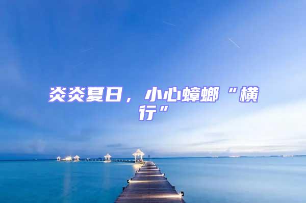 炎炎夏日，小心蟑螂“橫行”