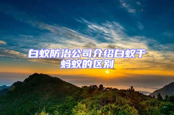 白蟻防治公司介紹白蟻于螞蟻的區別