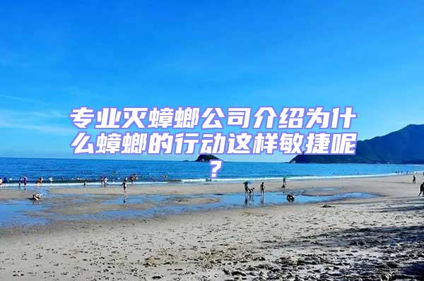 專業滅蟑螂公司介紹為什么蟑螂的行動這樣敏捷呢？