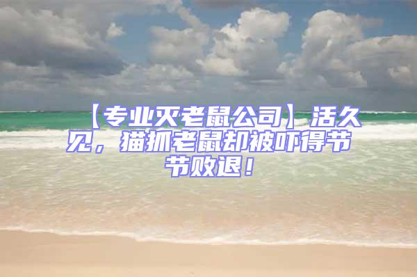 【專業滅老鼠公司】活久見，貓抓老鼠卻被嚇得節節敗退！