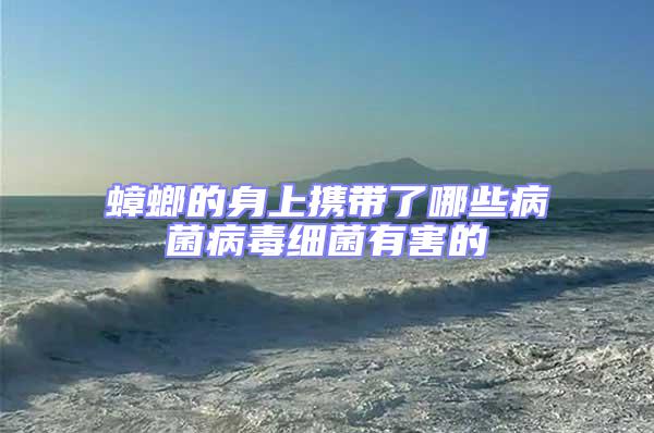 蟑螂的身上攜帶了哪些病菌病毒細菌有害的