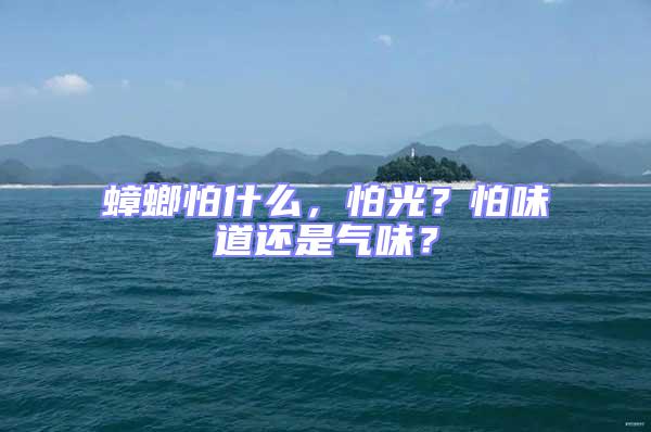 蟑螂怕什么，怕光？怕味道還是氣味？
