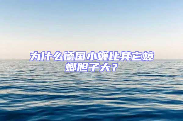 為什么德國小蠊比其它蟑螂膽子大？