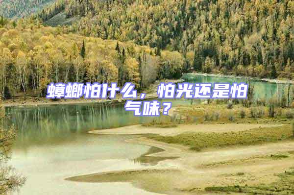 蟑螂怕什么，怕光還是怕氣味？