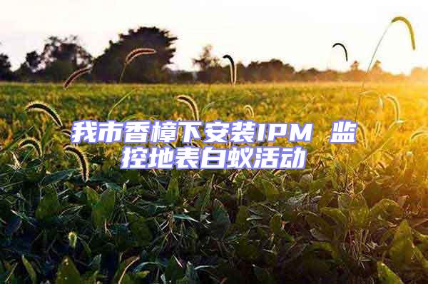 我市香樟下安裝IPM 監(jiān)控地表白蟻活動(dòng)