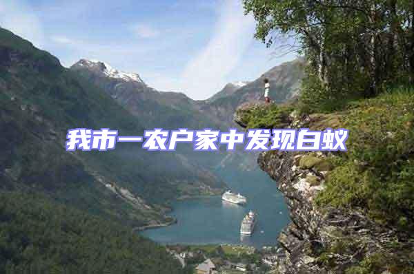 我市一農戶家中發現白蟻