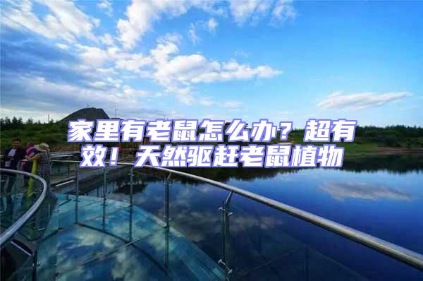 家里有老鼠怎么辦？超有效！天然驅(qū)趕老鼠植物