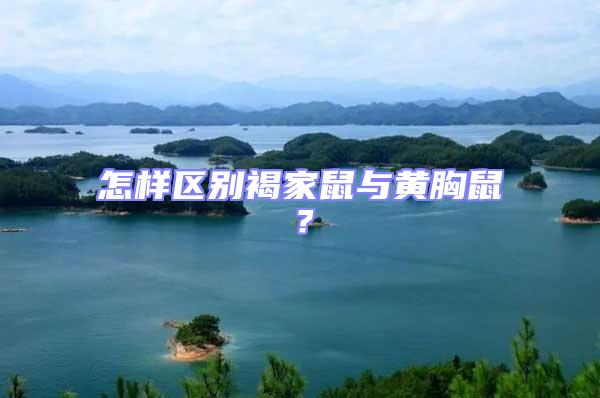 怎樣區(qū)別褐家鼠與黃胸鼠？