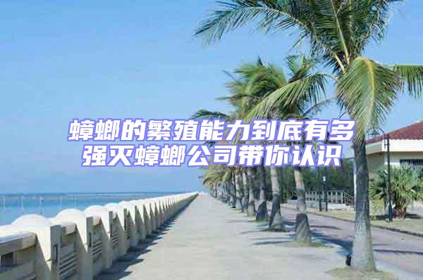 蟑螂的繁殖能力到底有多強滅蟑螂公司帶你認識