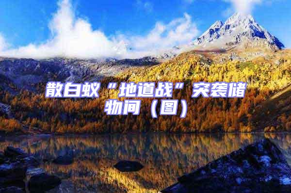 散白蟻“地道戰”突襲儲物間（圖）