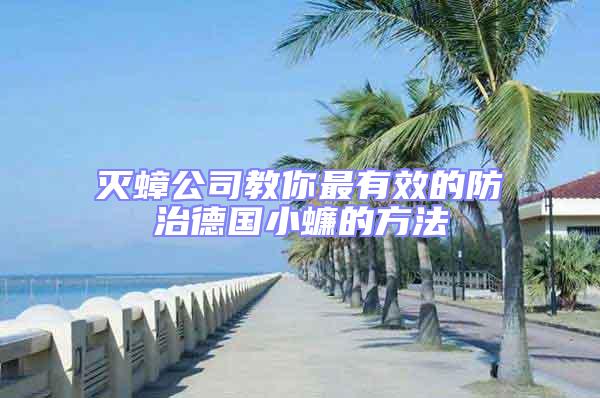 滅蟑公司教你最有效的防治德國小蠊的方法
