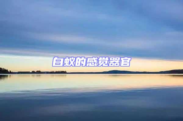 白蟻的感覺(jué)器官