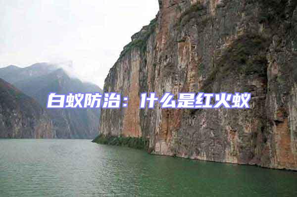 白蟻防治：什么是紅火蟻