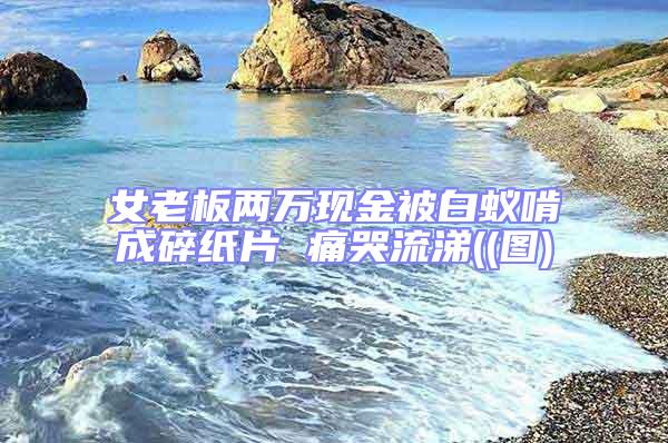 女老板兩萬現金被白蟻啃成碎紙片 痛哭流涕((圖)