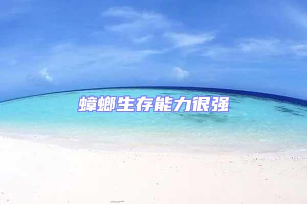 蟑螂生存能力很強