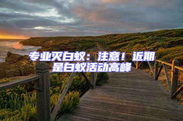 專業滅白蟻：注意！近期是白蟻活動高峰