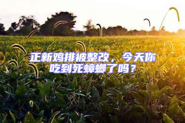 正新雞排被整改,今天你吃到死蟑螂了嗎?