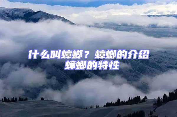 什么叫蟑螂？蟑螂的介紹 蟑螂的特性