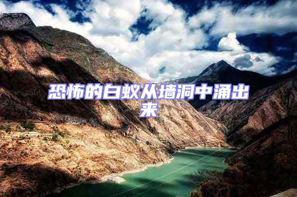 恐怖的白蟻從墻洞中涌出來(lái)