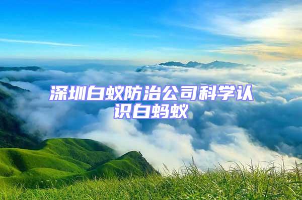 深圳白蟻防治公司科學(xué)認識白螞蟻