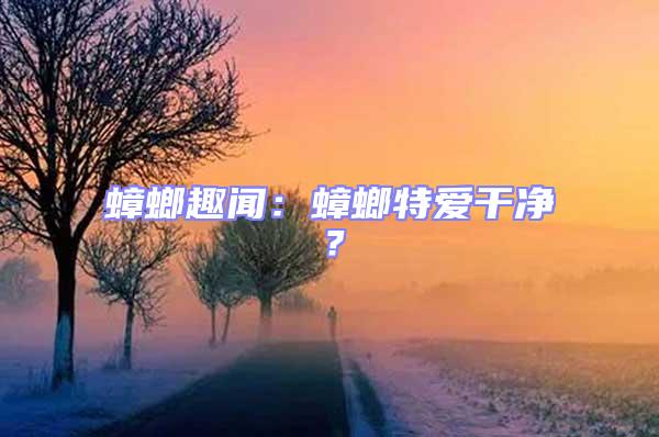 蟑螂趣聞：蟑螂特愛干凈？