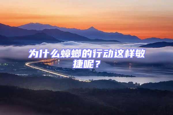為什么蟑螂的行動(dòng)這樣敏捷呢？
