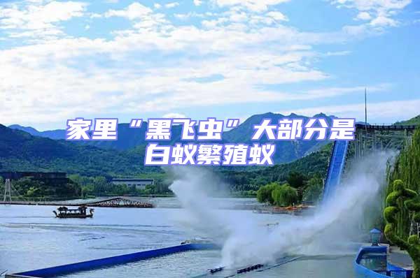 家里“黑飛蟲”大部分是白蟻繁殖蟻