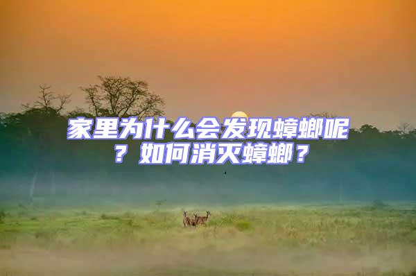 家里為什么會發現蟑螂呢？如何消滅蟑螂？