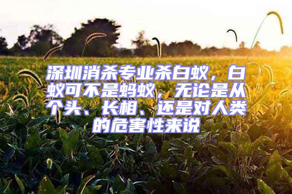 深圳消殺專業殺白蟻，白蟻可不是螞蟻，無論是從個頭、長相、還是對人類的危害性來說