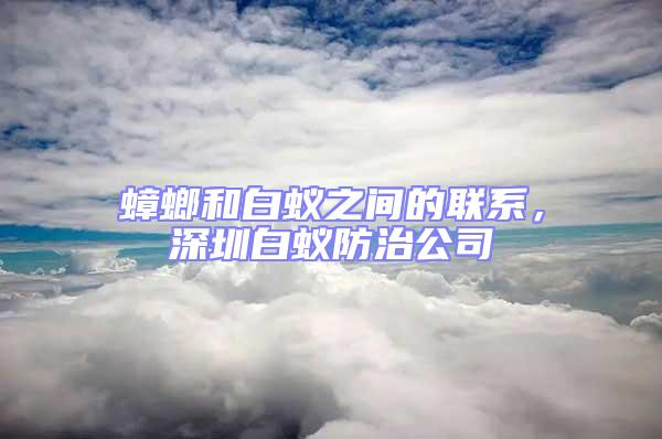 蟑螂和白蟻之間的聯系，深圳白蟻防治公司