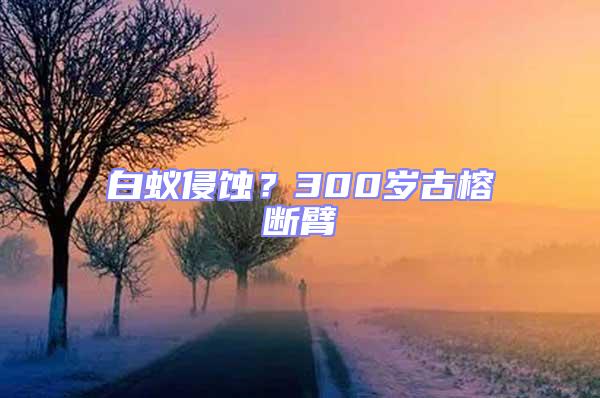 白蟻侵蝕?300歲古榕斷臂