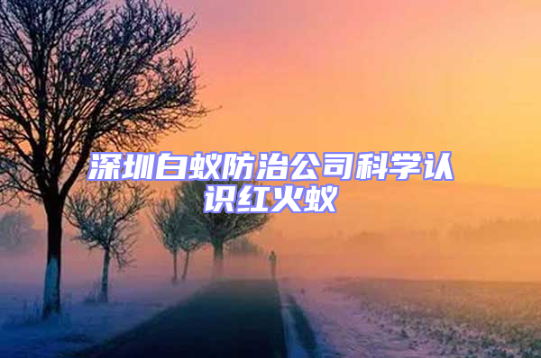 深圳白蟻防治公司科學認識紅火蟻